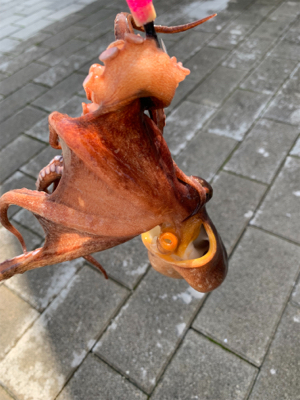 青物か？タコか？