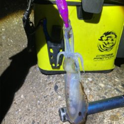 久しぶりのナイトエギング(^.^)