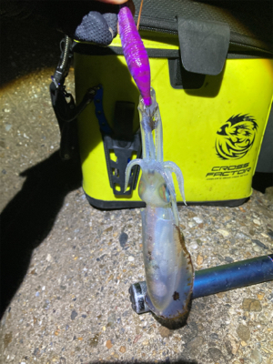 久しぶりのナイトエギング(^.^)