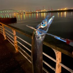 もう入ってきてるが、まだ少なくてシブい、、、