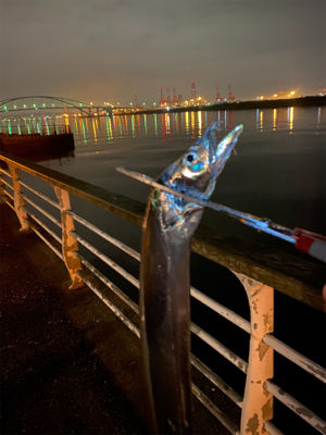 もう入ってきてるが、まだ少なくてシブい、、…