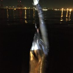 小さいがよく釣れる