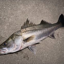 河川パトロール