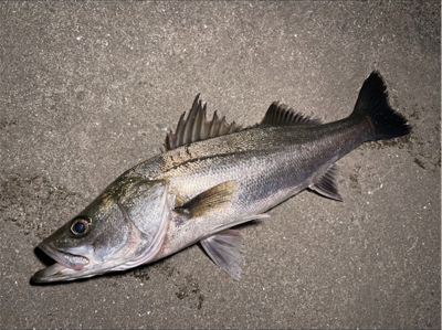 河川パトロール