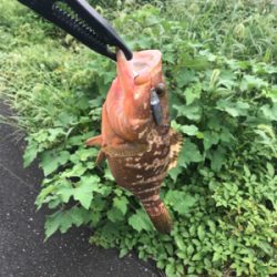 アオリイカ調査