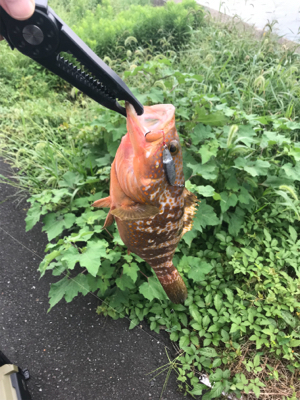 アオリイカ調査