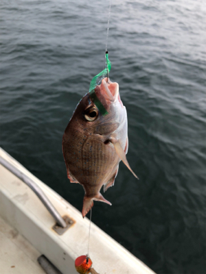 一つテンヤ真鯛