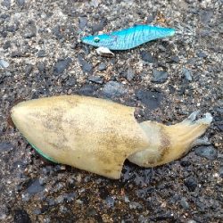 沖漬けが食べたくて