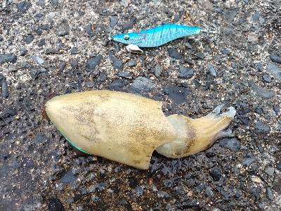 沖漬けが食べたくて