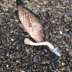 本日の袋漁港の釣果！