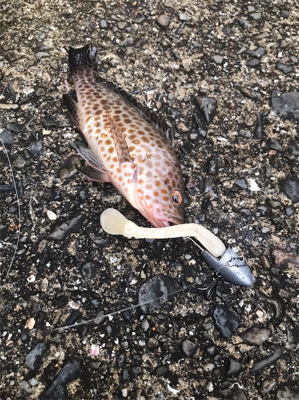 本日の袋漁港の釣果！