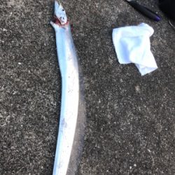 タチウオぼちぼち