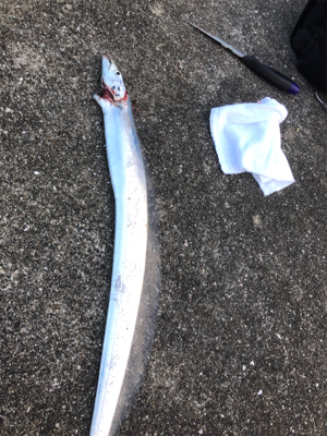 タチウオぼちぼち