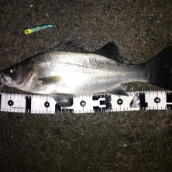 つ抜け超えの12本‼️