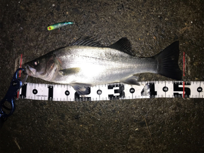 つ抜け超えの12本‼️