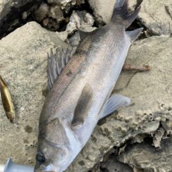 トップシーバス