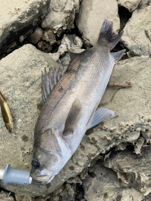 トップシーバス