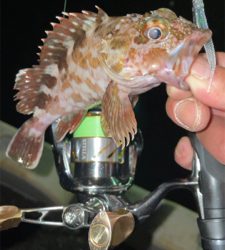 アジングナイト