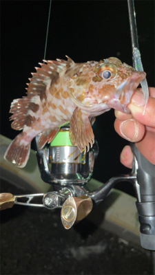 アジングナイト