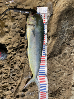 カツオ狙いの和歌山地磯