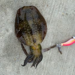 念願のイカ　コウイカ