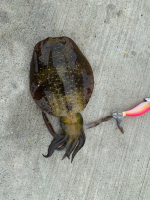 念願のイカ　コウイカ