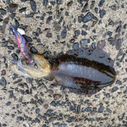 今年も新子はソーシャルディスタンス