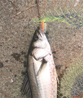 デイゲーム！障害物をタイトに攻めて2本