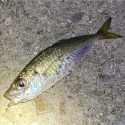 ライトゲームでアジ、メバル