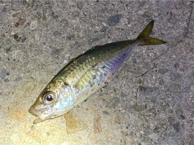 ライトゲームでアジ、メバル