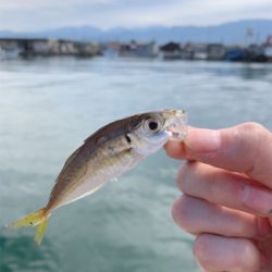 小アジ　豆アジ