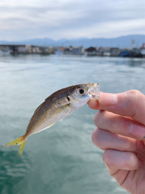 小アジ　豆アジ