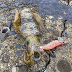 順調に成長してるｩ