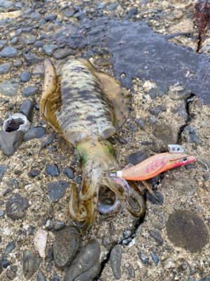 順調に成長してるｩ