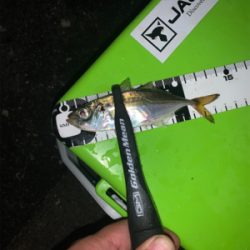 カモメ付近はタチウオ不在!