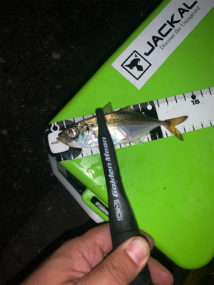 カモメ付近はタチウオ不在!