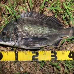 シーバスのつもりが