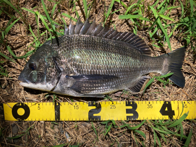 シーバスのつもりが