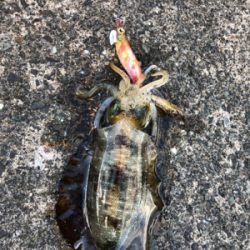 アオリイカシーズンイン