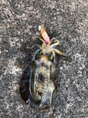 アオリイカシーズンイン