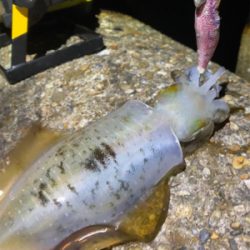 秋アオリGET (^^)