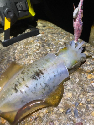 秋アオリGET (^^)