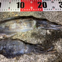 初モノエギング