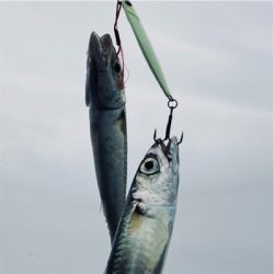 潮が萎み再び小鯖祭り。たまに中鯖。。