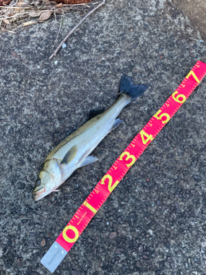 力強い引きを楽しみました