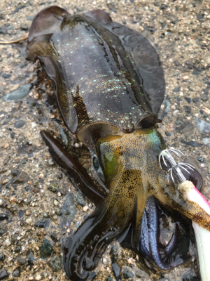 宮津西と浅茂川まで