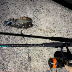 今季初エギング