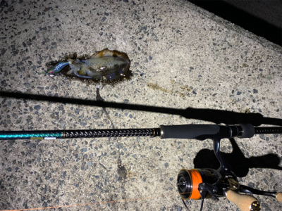 今季初エギング