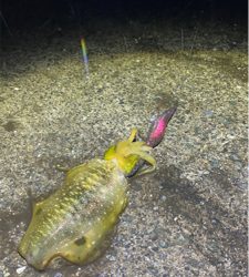 秋イカ坊主6回目卒業