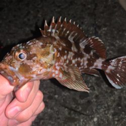 太刀魚調査からけんさきまで。